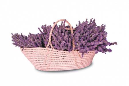 Košara lavande iz dvorišta Gradske knjižnice Zadar 