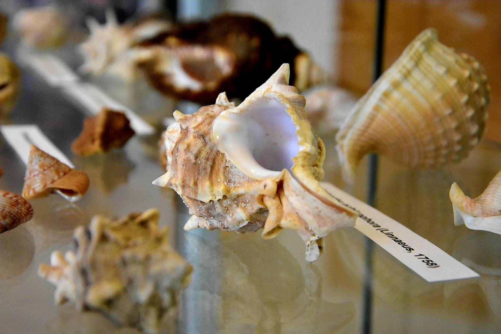 Izložba „Blago morskih dubina“