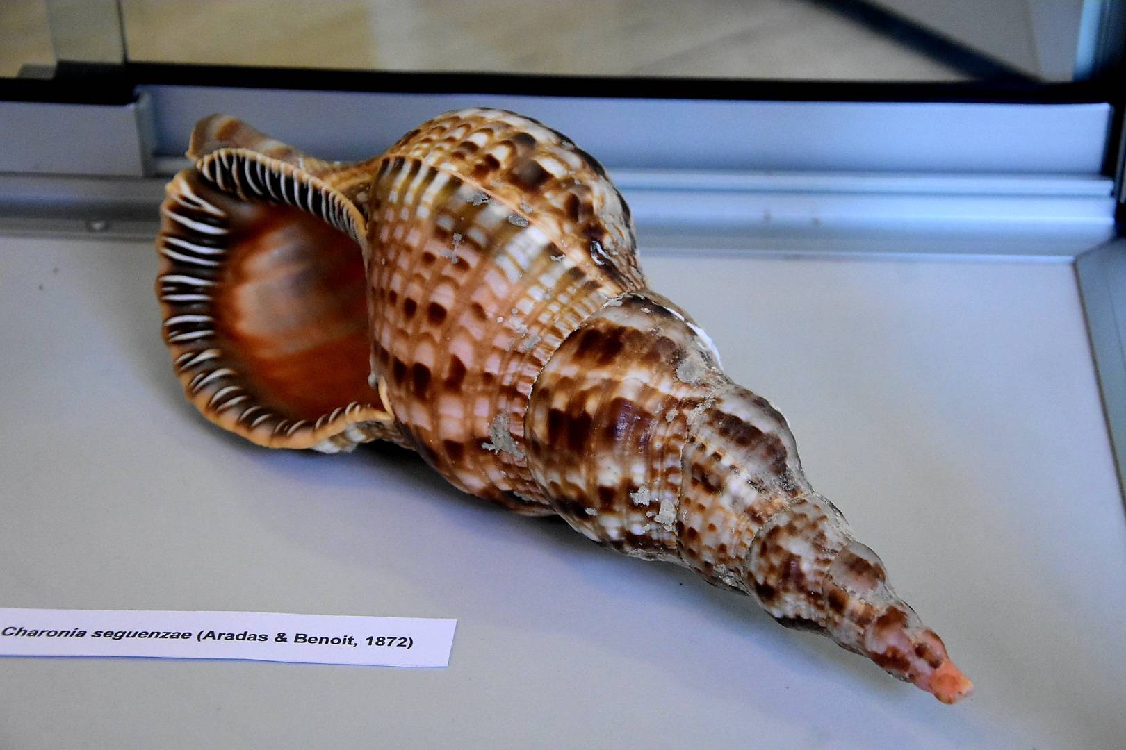 Izložba „Blago morskih dubina“