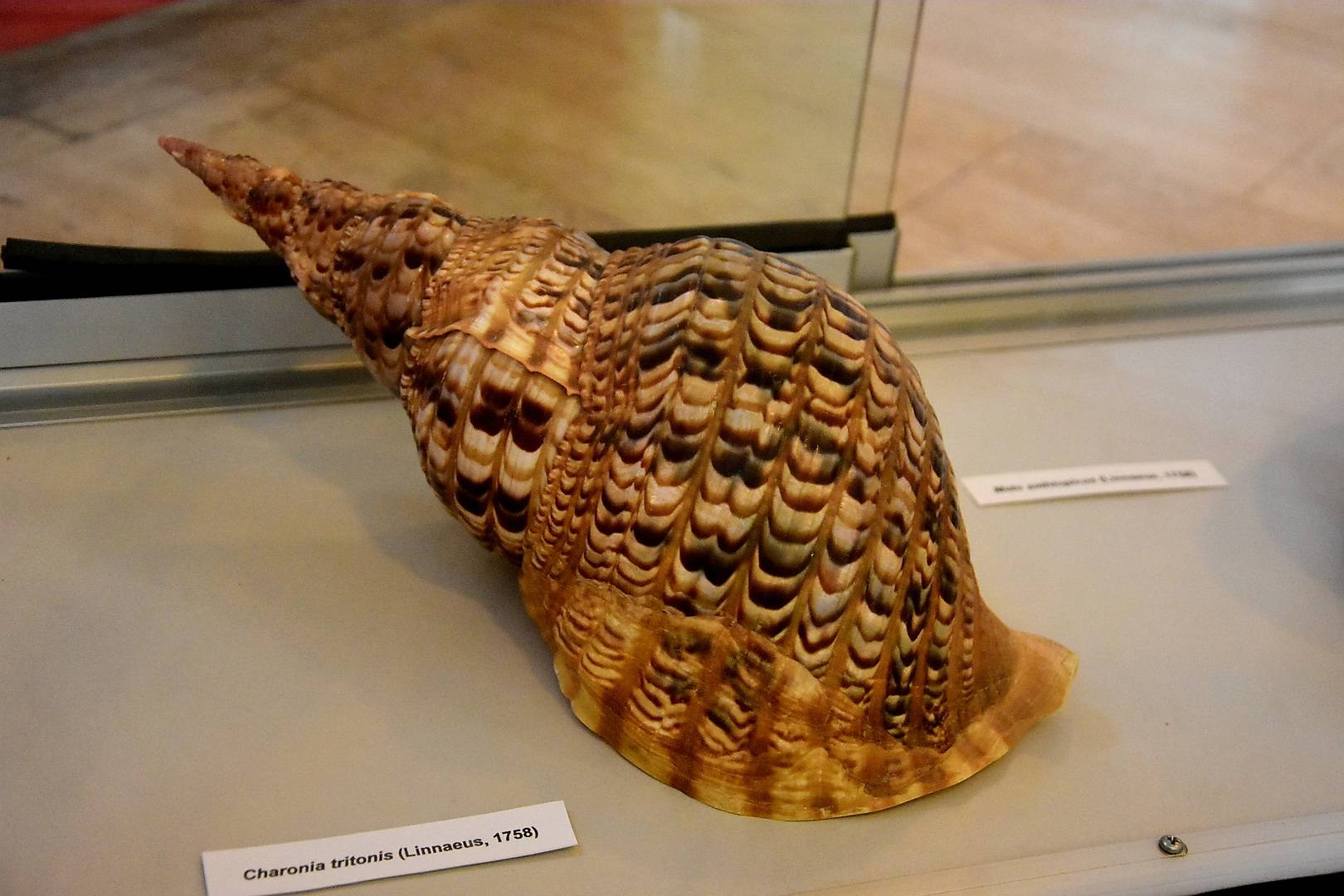 Izložba „Blago morskih dubina“