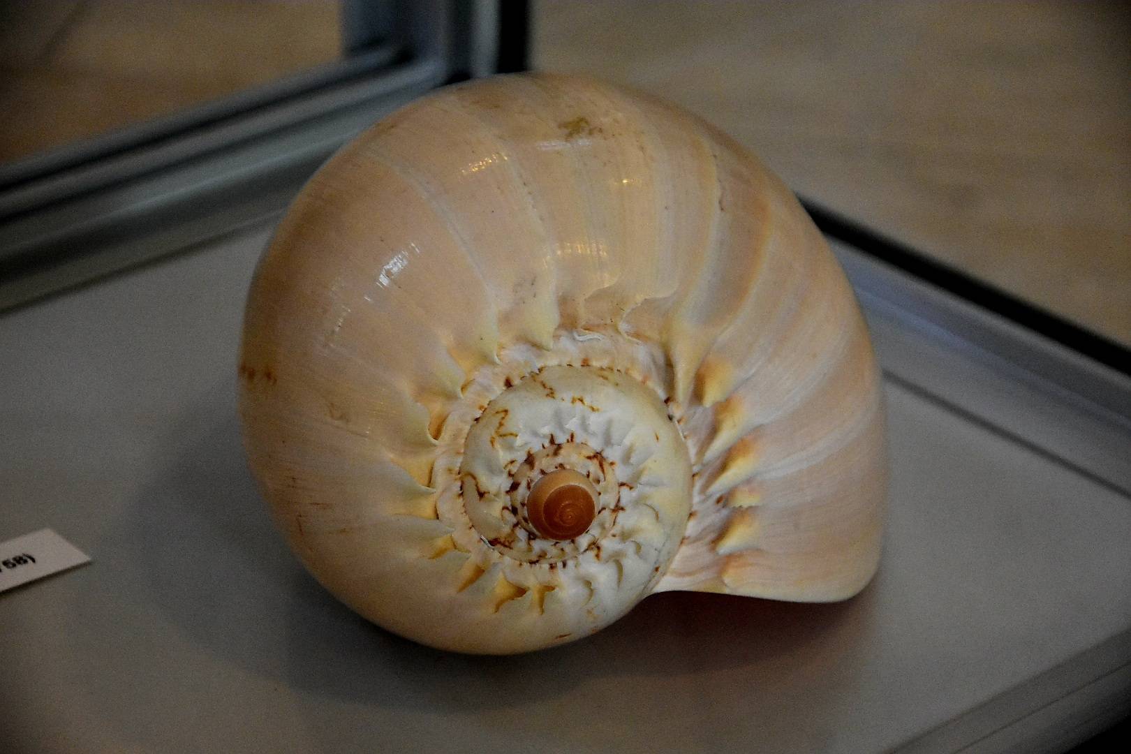 Izložba „Blago morskih dubina“