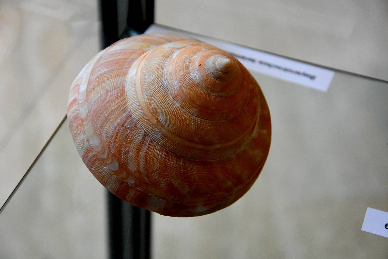 Izložba „Blago morskih dubina“