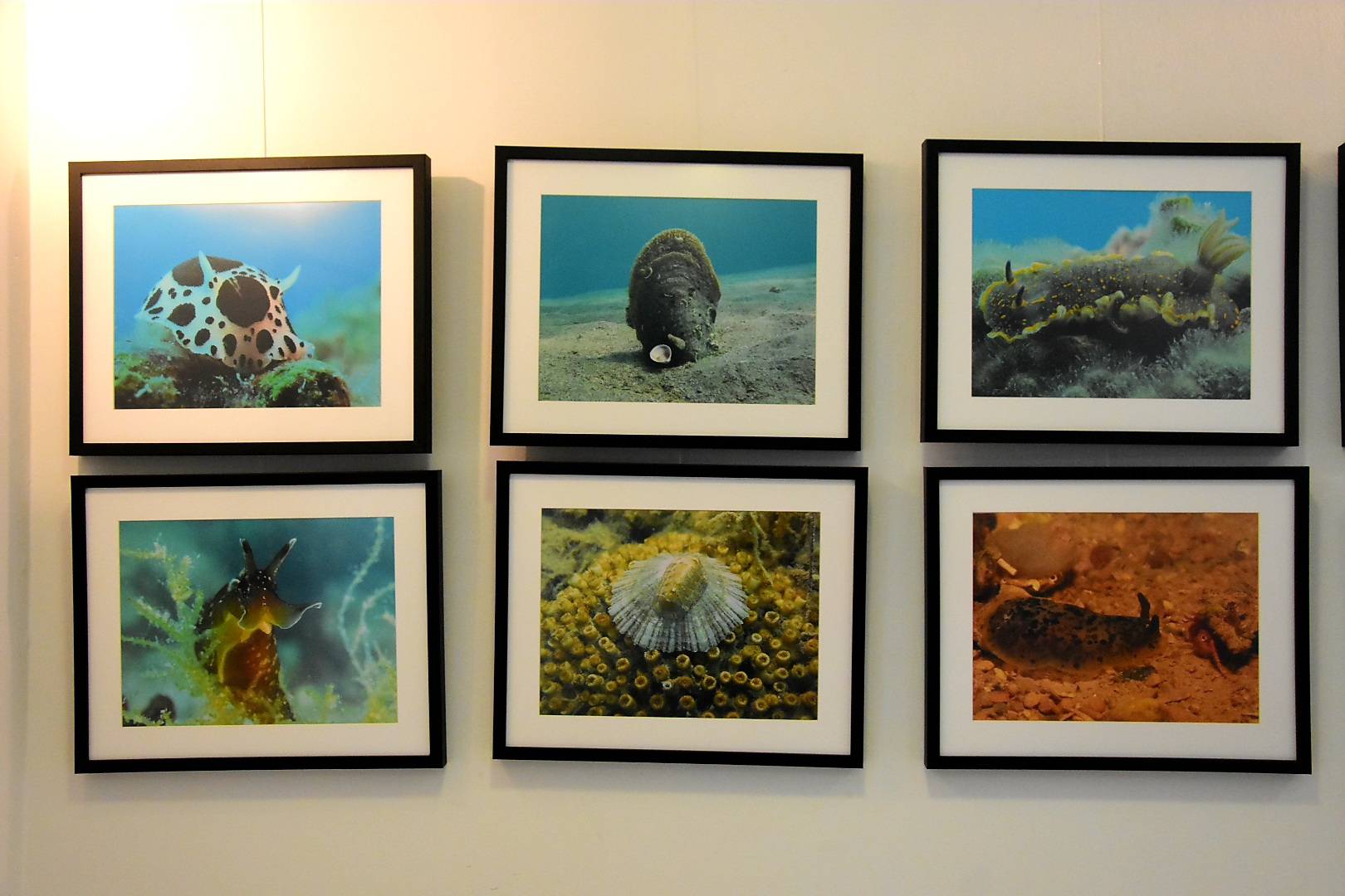 Izložba „Blago morskih dubina“