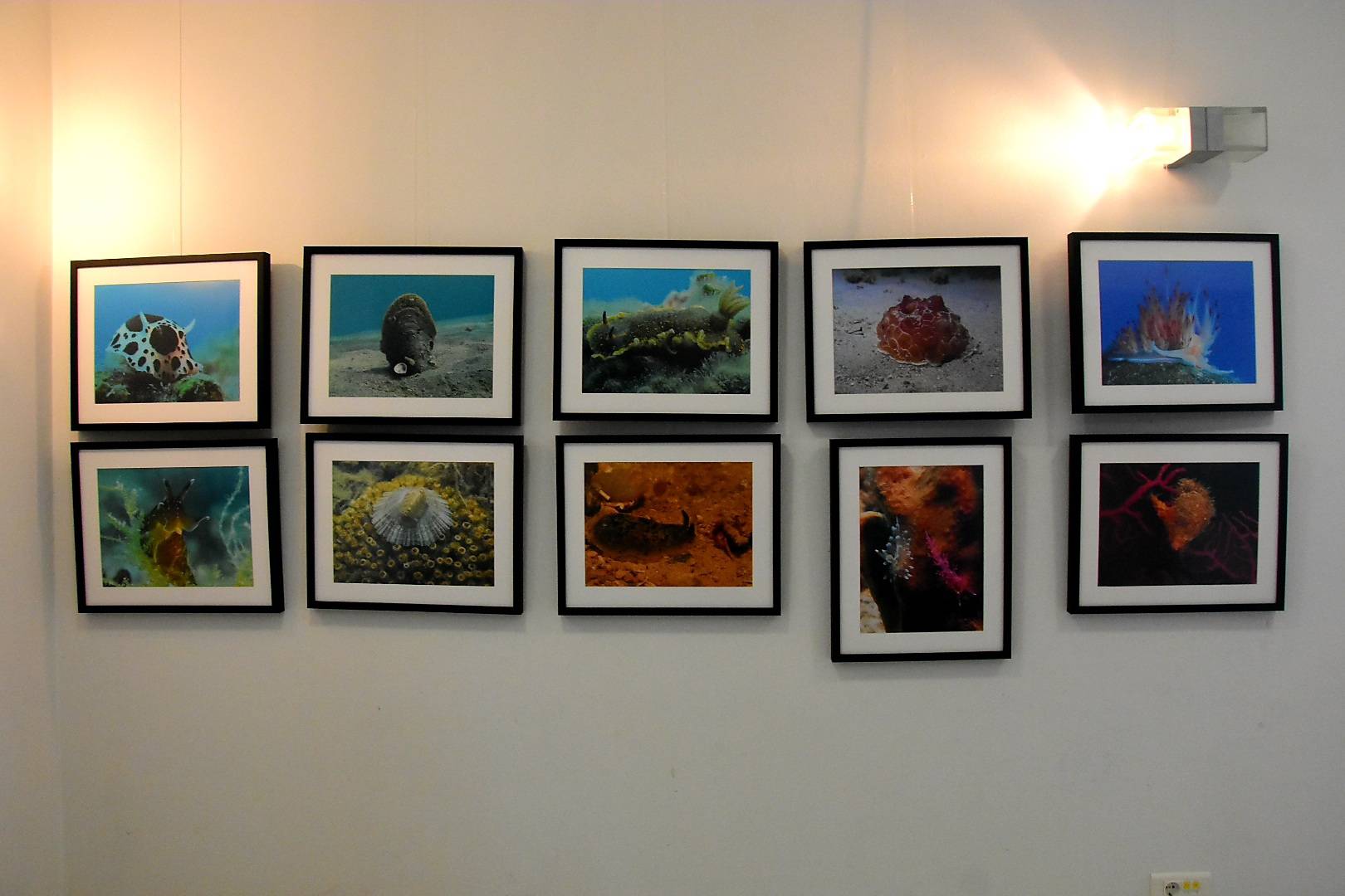 Izložba „Blago morskih dubina“