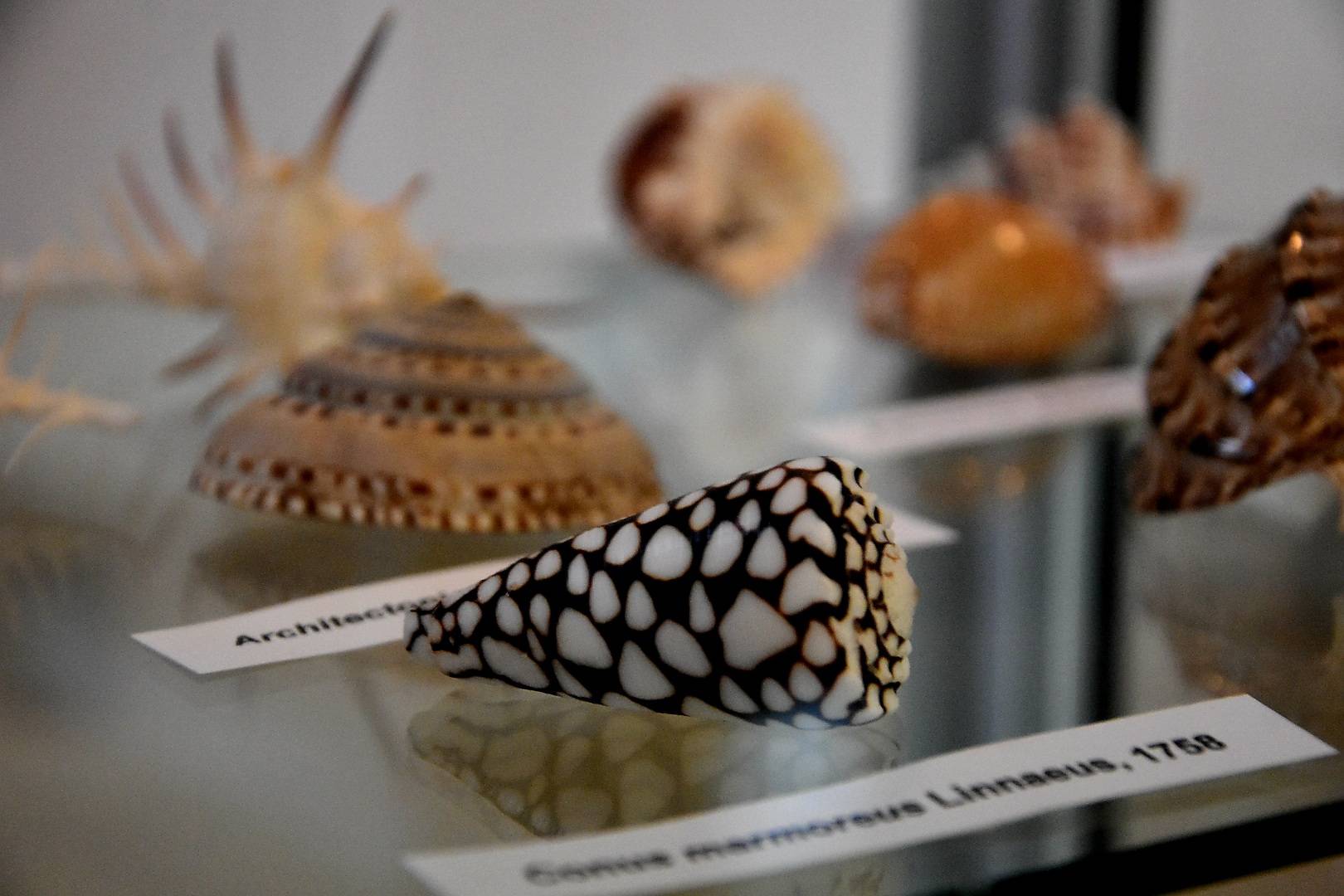 Izložba „Blago morskih dubina“