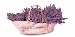 Dani lavande u Gradskoj knjižnici Zadar